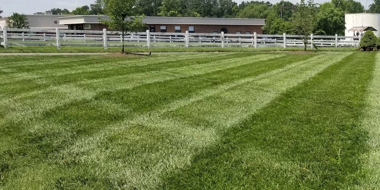 front yard landscaping